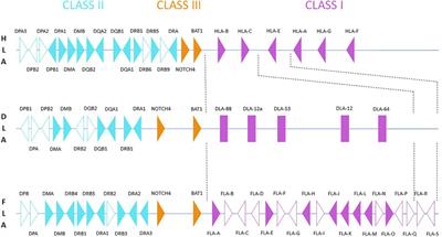 Comparative Genomics of the Major Histocompatibility Complex (MHC) of Felids